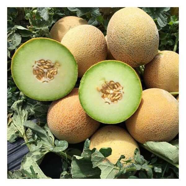 Galia Melon each