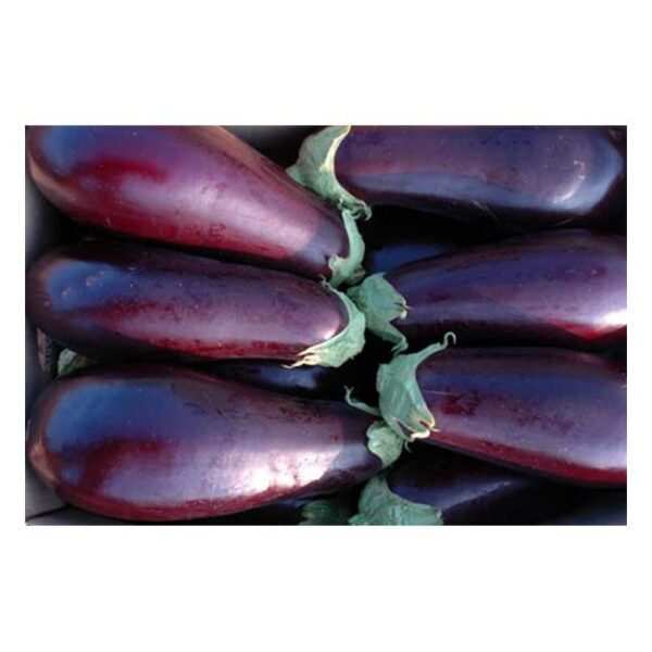 Large Aubergine - 1 PICS