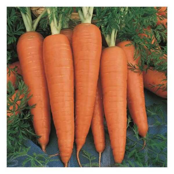 Carrot - Per 500G