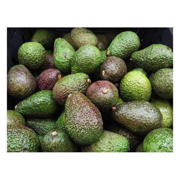 Green Avocado - Each