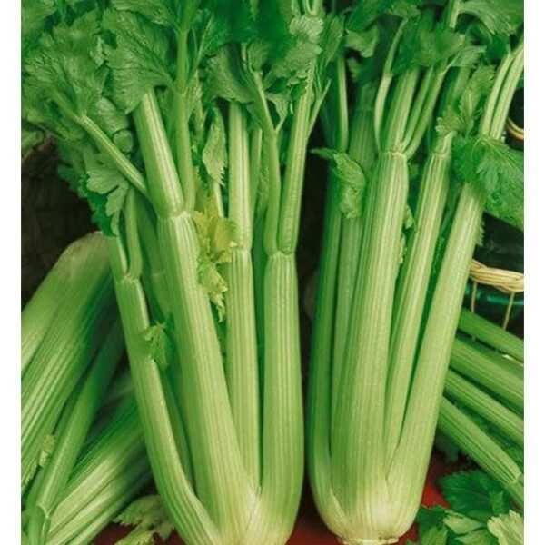 Celery - Each