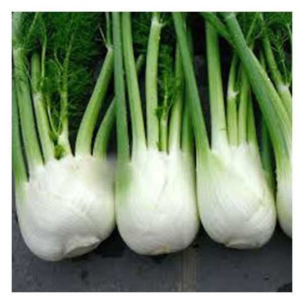 Fennel /500G